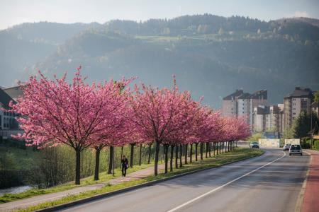  Japonske češnje v polnem razcvetu